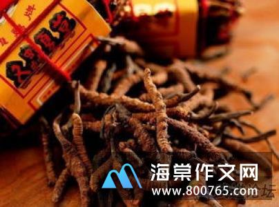 冬虫夏草高一作文
