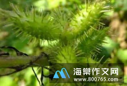 草药不苦高一作文