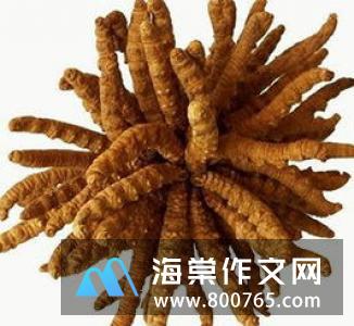 冬虫夏草高一作文