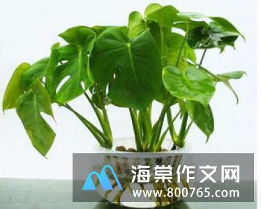 暴风雨中的富贵竹高一作文800字