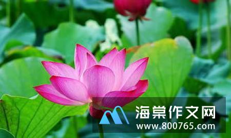 我喜欢荷花一年级作文200字