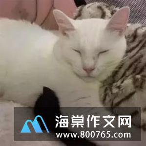 黑猫和白猫一年级作文